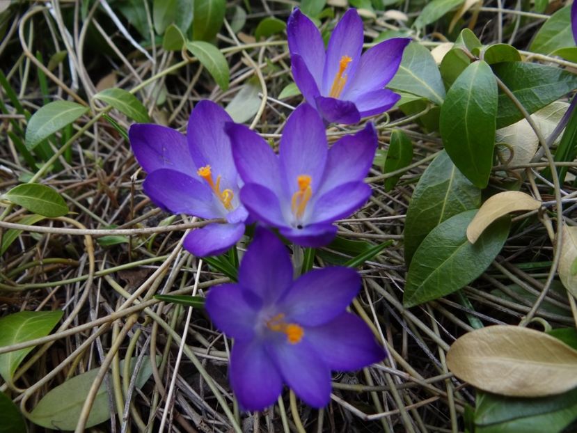  - E primavara iarasi primavara