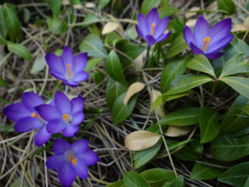  - E primavara iarasi primavara