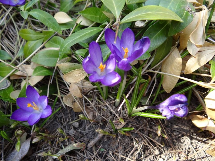  - E primavara iarasi primavara