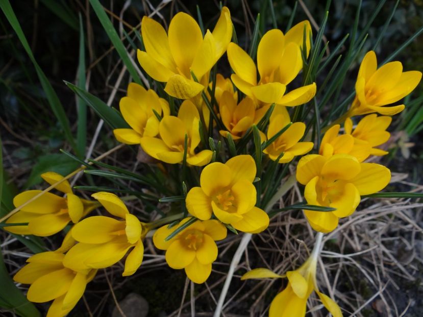  - E primavara iarasi primavara