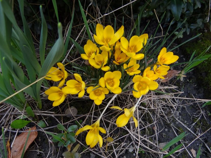  - E primavara iarasi primavara