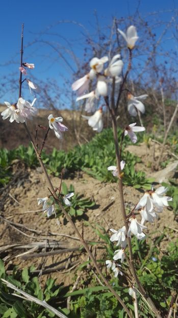 Forsythia alba - PRIMAVARA  2017