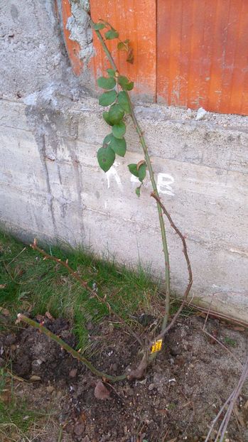 Rose de Rescht - Trandafiri de dulceata