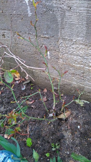 Nelson Montfort - Trandafiri Massad Guillot