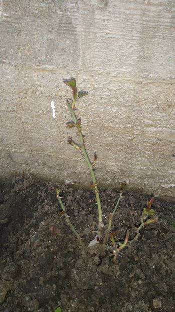 Nelson Montfort - Trandafiri Massad Guillot