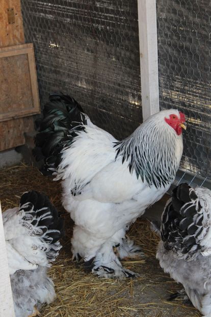  - a  brahma herminat deschis 2017