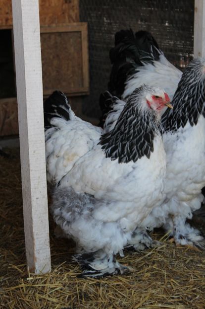  - a  brahma herminat deschis 2017