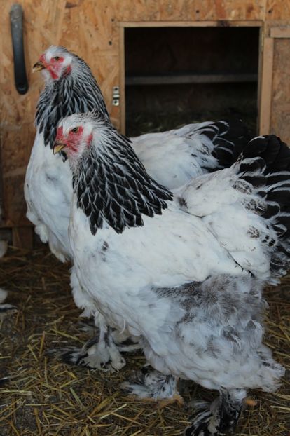  - a  brahma herminat deschis 2017