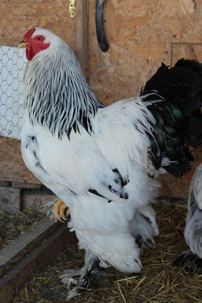  - a  brahma herminat deschis 2017