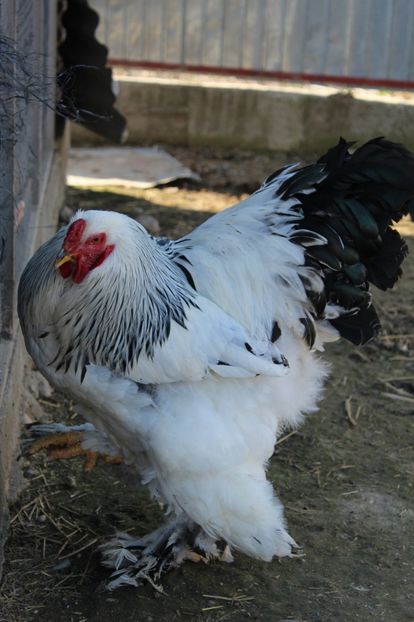  - a  brahma herminat deschis 2017