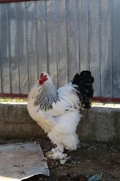  - a  brahma herminat deschis 2017