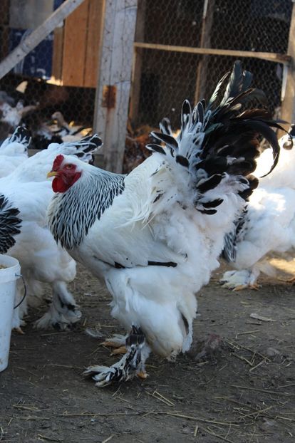  - a  brahma herminat deschis 2017