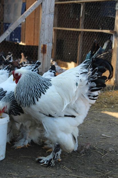  - a  brahma herminat deschis 2017