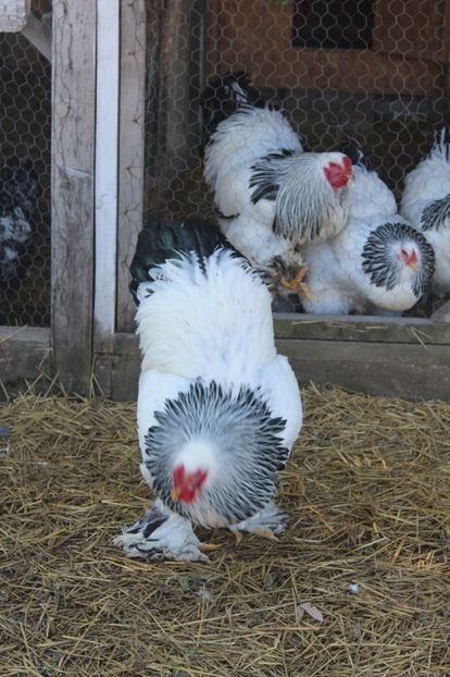  - a  brahma herminat deschis 2017