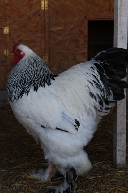  - a  brahma herminat deschis 2017