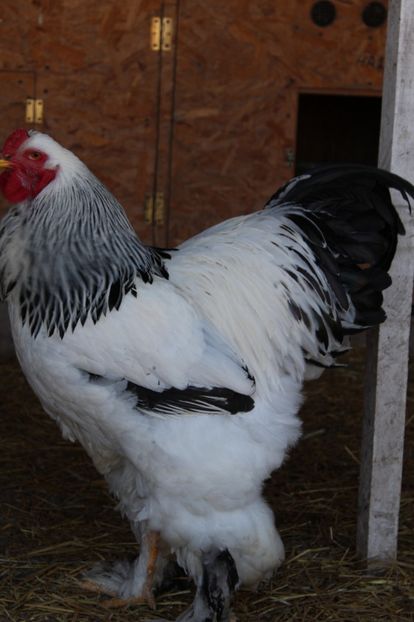  - a  brahma herminat deschis 2017