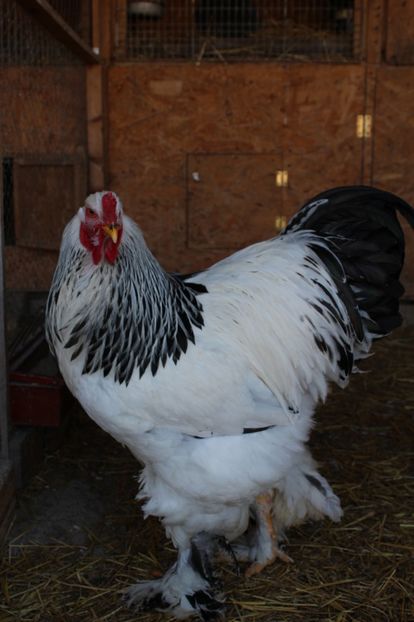  - a  brahma herminat deschis 2017