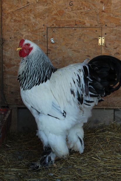  - a  brahma herminat deschis 2017