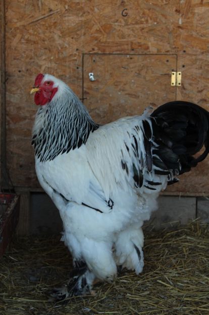  - a  brahma herminat deschis 2017