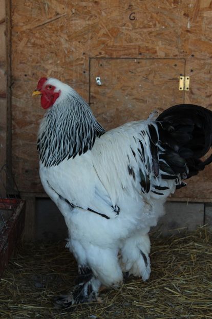  - a  brahma herminat deschis 2017