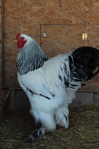  - a  brahma herminat deschis 2017