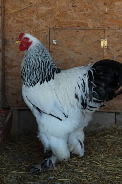  - a  brahma herminat deschis 2017