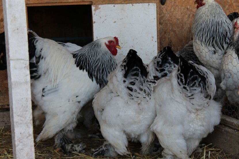  - a  brahma herminat deschis 2017