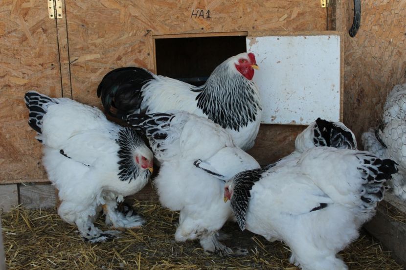  - a  brahma herminat deschis 2017