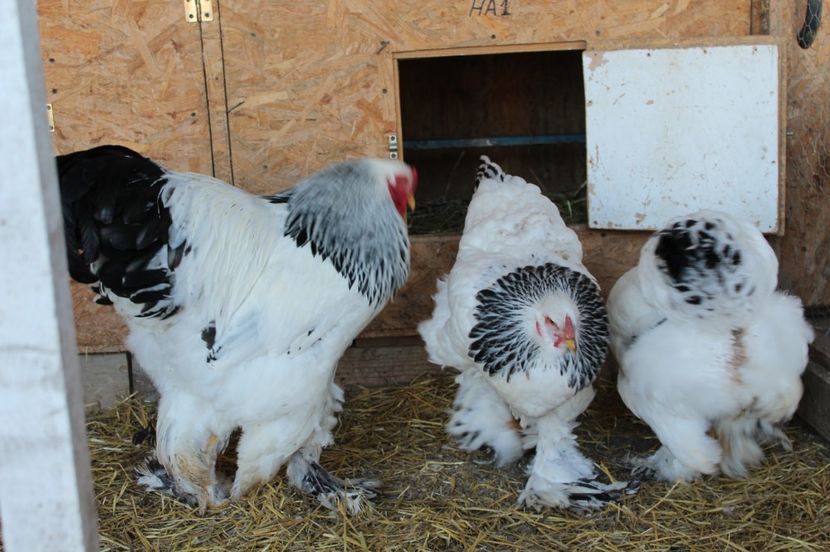  - a  brahma herminat deschis 2017