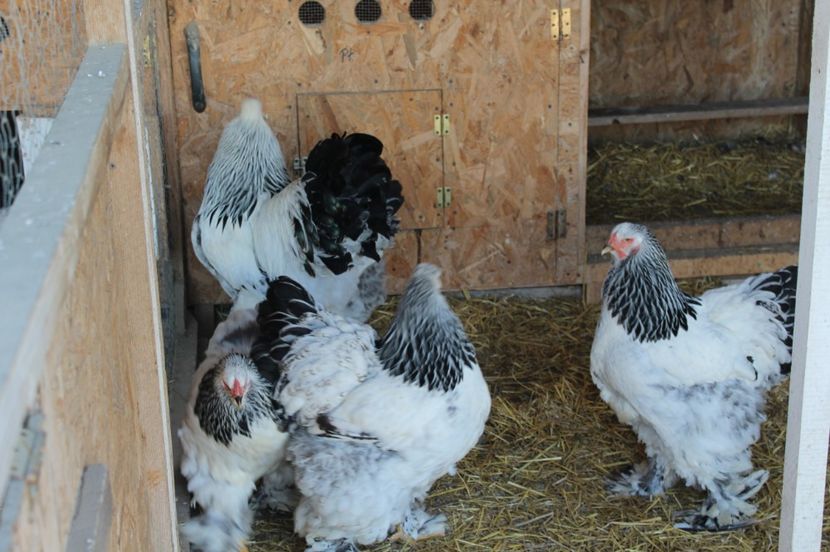  - a  brahma herminat deschis 2017