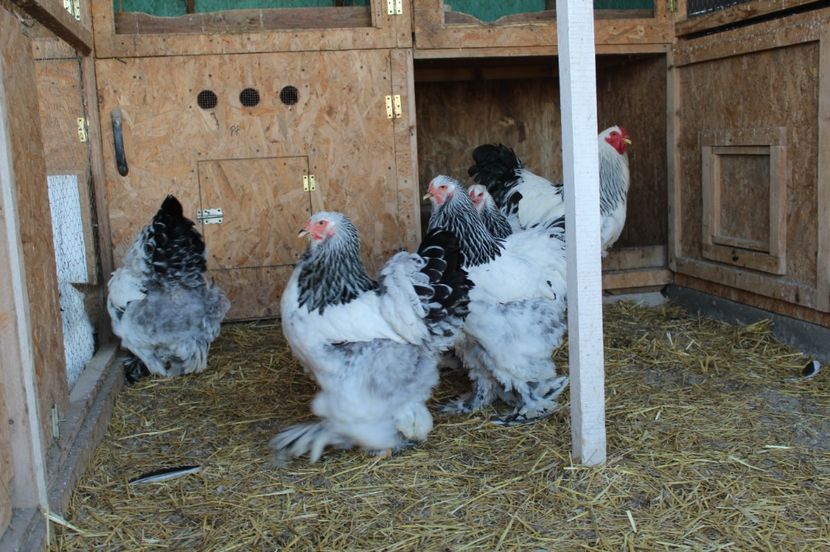  - a  brahma herminat deschis 2017