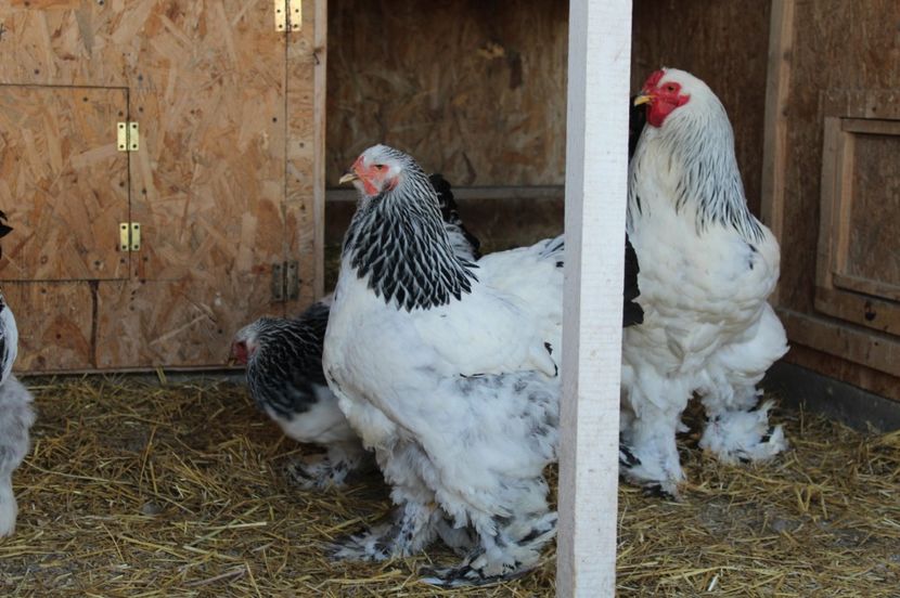  - a  brahma herminat deschis 2017