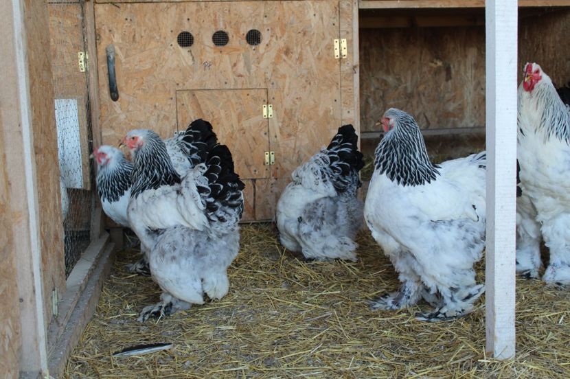  - a  brahma herminat deschis 2017