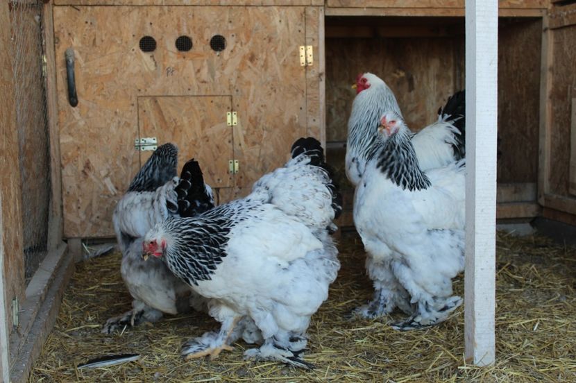  - a  brahma herminat deschis 2017