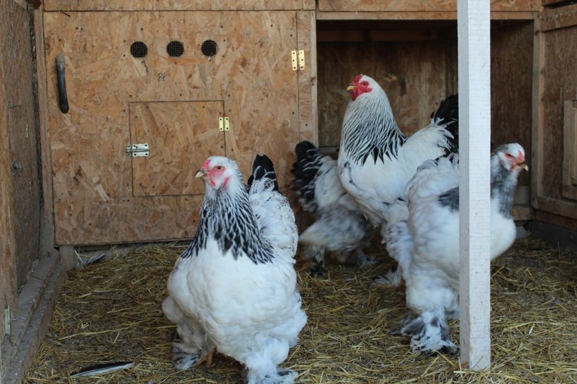  - a  brahma herminat deschis 2017