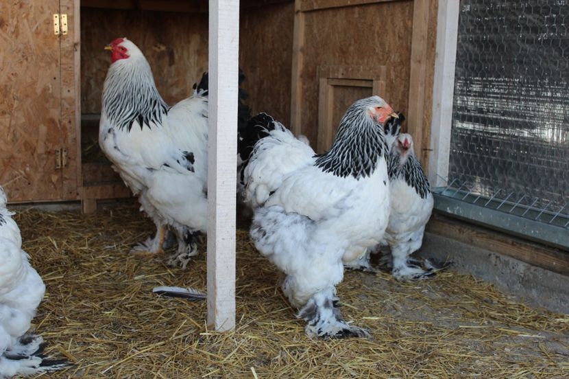  - a  brahma herminat deschis 2017