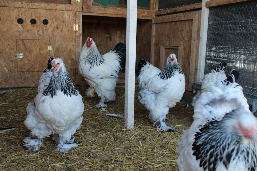  - a  brahma herminat deschis 2017