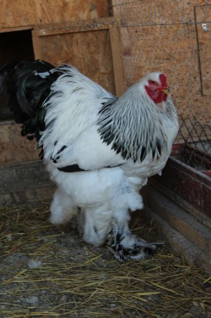  - a  brahma herminat deschis 2017