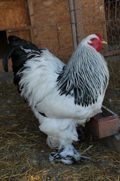  - a  brahma herminat deschis 2017