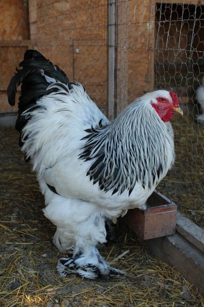  - a  brahma herminat deschis 2017