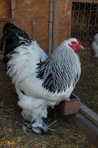  - a  brahma herminat deschis 2017