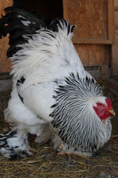  - a  brahma herminat deschis 2017