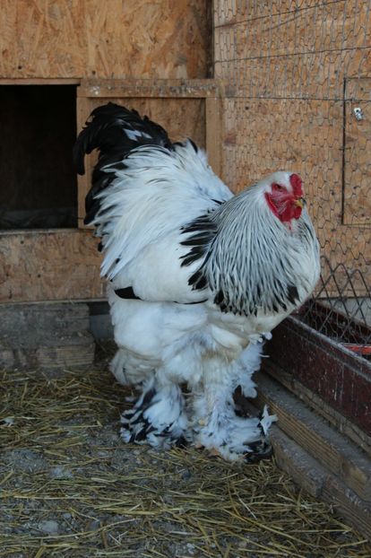  - a  brahma herminat deschis 2017