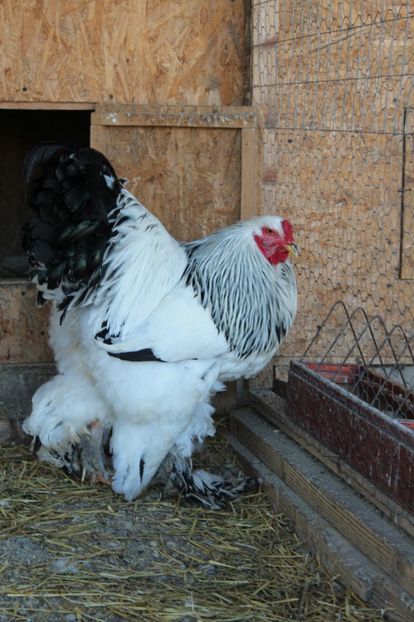  - a  brahma herminat deschis 2017