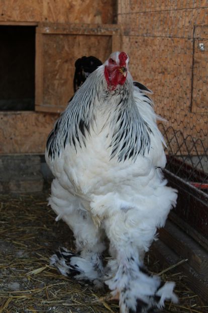  - a  brahma herminat deschis 2017