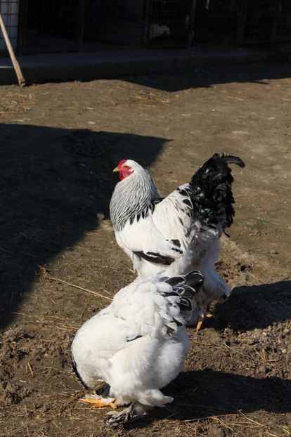  - a  brahma herminat deschis 2017