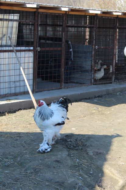  - a  brahma herminat deschis 2017