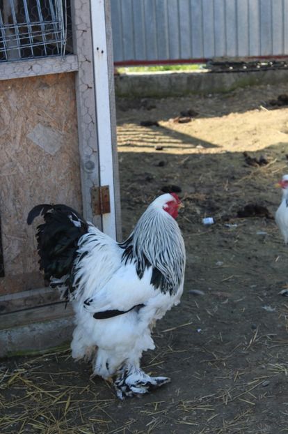  - a  brahma herminat deschis 2017