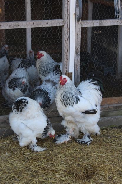  - a  brahma herminat deschis 2017