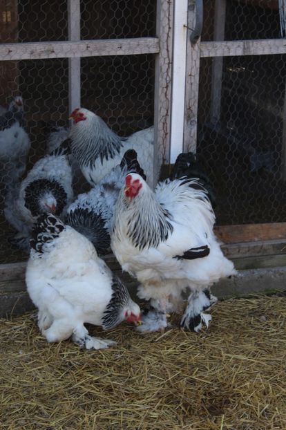  - a  brahma herminat deschis 2017